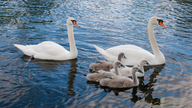 Family of mute Swans with their four cygnets