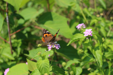 ランタナの花の蜜を吸うアカタテハ