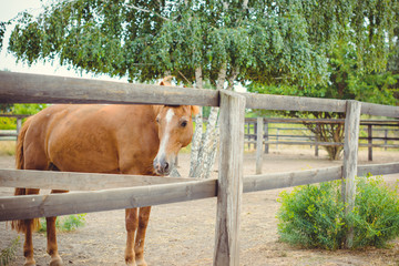 Naklejka na ściany i meble Horses on a farm, pets animals in village in a rancho