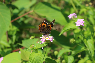 ランタナの花の蜜を吸うアカタテハ