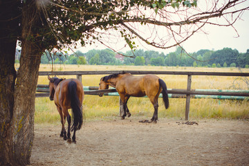 Naklejka premium Horses on a farm, pets animals in village in a rancho 