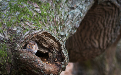 Yellow-necked mouse on branch of old oak tree (Apodemus flavicollis)