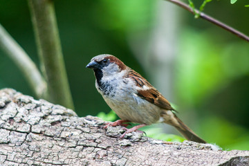 Moineau domestique - Passer domesticus- en gros plan