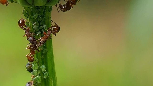 Red Ants running around the stem and milking aphids. Insects and their family are complex social groups with division of labor and developed systems of communication and self-organization.