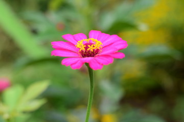 Obraz premium Cosmos Flower