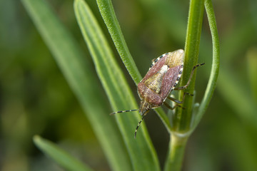 Beerenwanze