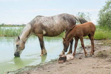 Mother horse and young foal at lake watering place