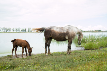 Naklejka na ściany i meble Horse and foal near the watering hole on the lake