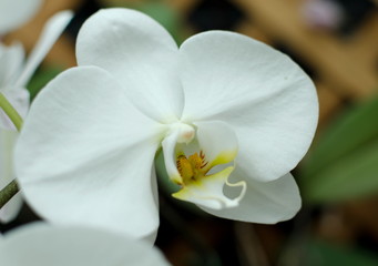 Naklejka na ściany i meble White Orchid in Hawaiian garden