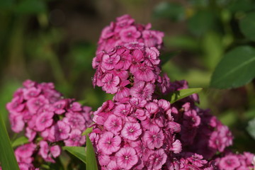 Phlox