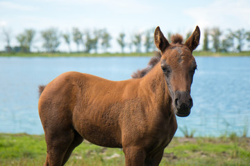 Obraz premium Young foal near the pond look at the frame