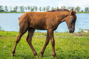 A young foal is grazing by the pond