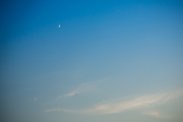 Evening sky with little moon and flying bird