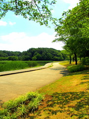 Fototapeta na wymiar 初夏の池のある公園風景