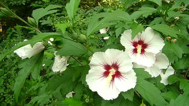 Close up of the white Hibiscus syriacus ( rose of Sharon, Syrian ketmia, Althaea, mugunghwa, Korean Rose, Ketmia syriaca) blossoming in garden.
