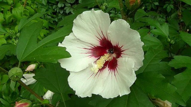 Close up of the white Hibiscus syriacus ( rose of Sharon, Syrian ketmia, Althaea, mugunghwa, Korean Rose, Ketmia syriaca) blossoming in garden.