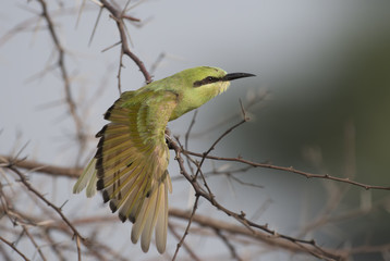 Little Green bee eater