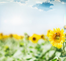 Fototapeta premium Sunflowers field at sky background