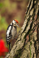 Young Greater Spotted Woodpecker looking for insects on a tree trunk