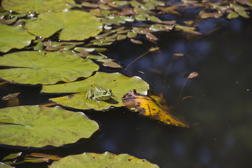 Frosch auf Seerosenblatt