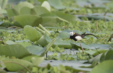 Pheasant tailed Jacana on eggs