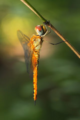 Dragonfly in Thailand and Southeast Asia.