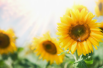 Obraz premium Beautiful sunflowers in garden with sunbeams, summer outdoor nature background