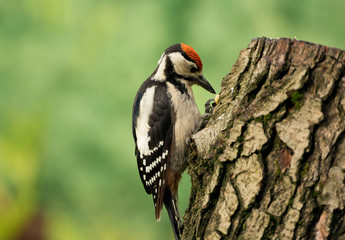 Young Greatter spotted woodpecker (Dendrocopos major)