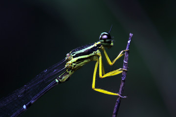 Dragonfly in Thailand and Southeast Asia.