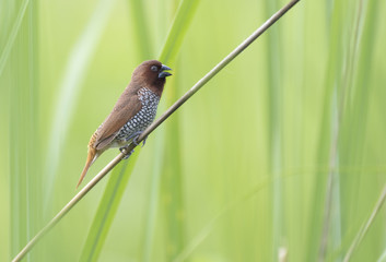 Spotted munia