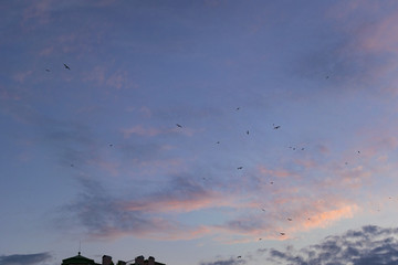 Birds flying in the sky