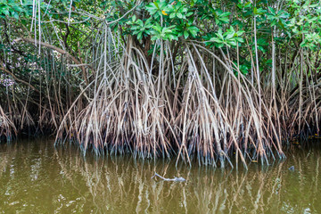 Mangrovs in the wildlife reserve Biotopo Monterrico-Hawaii, Guatemala