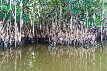 Mangrovs in the wildlife reserve Biotopo Monterrico-Hawaii, Guatemala
