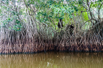 Mangrovs in the wildlife reserve Biotopo Monterrico-Hawaii, Guatemala
