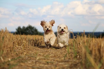 2 kleine hunde rennen durch ein stoppelfeld