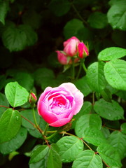 Obraz na płótnie Canvas 雨の日の薔薇の花