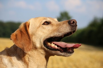 Kopfportrait Hund