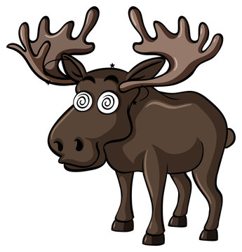 Brown moose with dizzy face