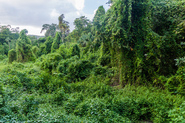 Forest of the nature reserve Biotopo Cerro Cahui, Guatemala