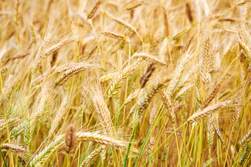 sunny wheat field