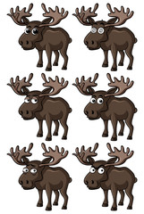 Moose with different facial expressions