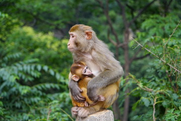 Naklejka premium mother monkey and her baby
