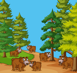 Grizzly bears in pine forest