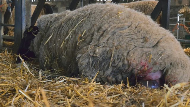 mother sheep ewe gives birth to her lamb in a straw covered barn