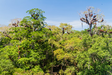 Tall trees in the National Park Tikal, Guatemala