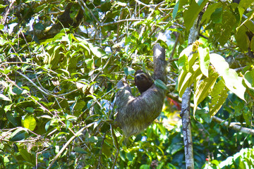 【コスタリカ】コルコバード国立公園