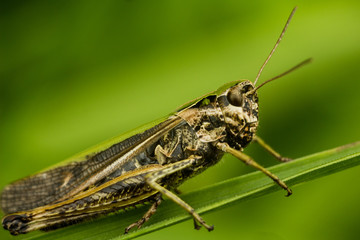 The bow-winged grasshopper