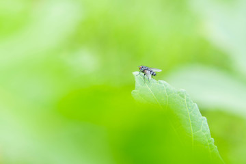 Morning freedom of the little fly catching on the top of a bright leaf in the garden.