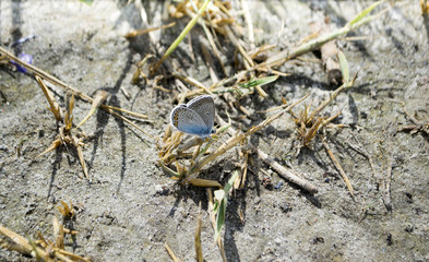 Butterfly the Amanda's Blue on the sand