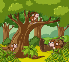 Monkeys living in dark forest